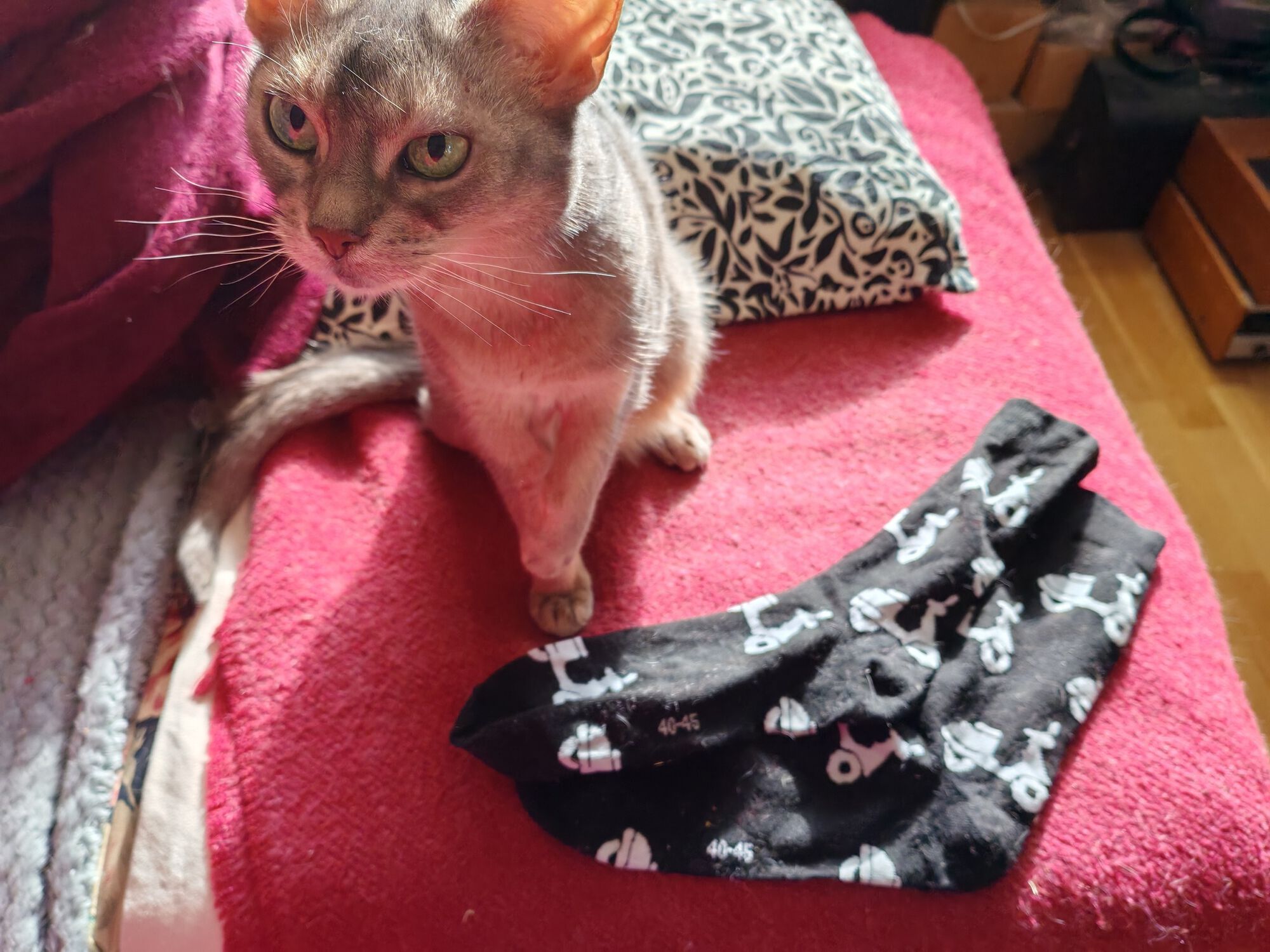 Forum member supplied image with no explanatory text