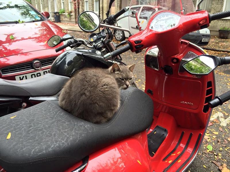 Forum member supplied image with no explanatory text