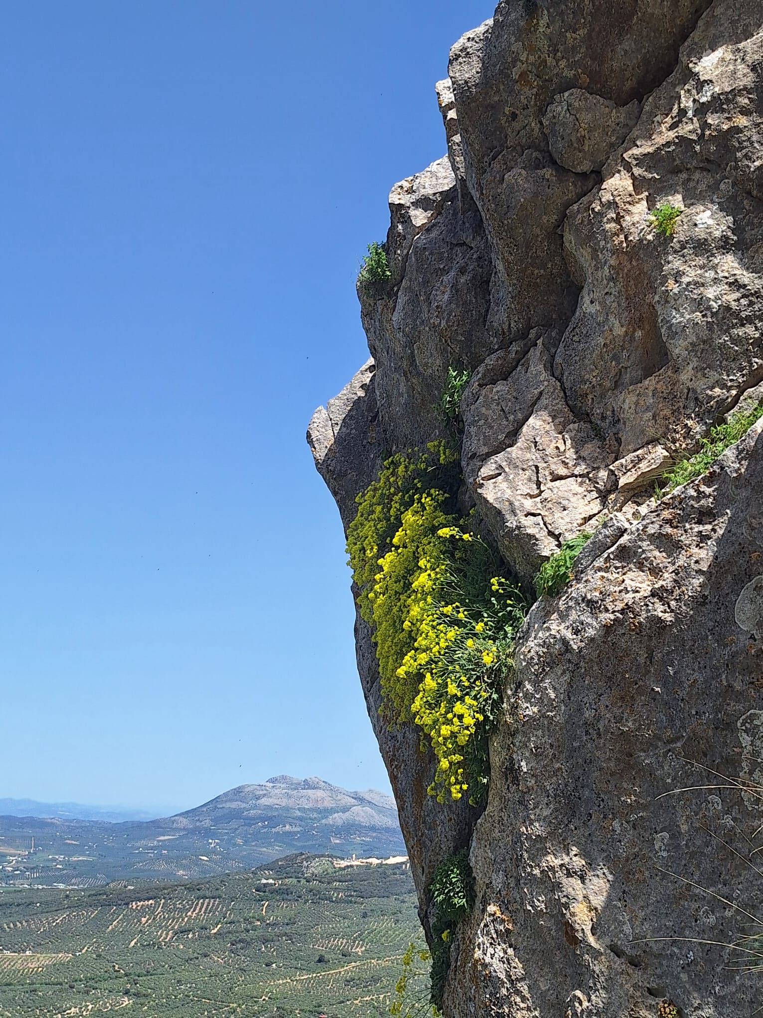 Forum member supplied image with no explanatory text