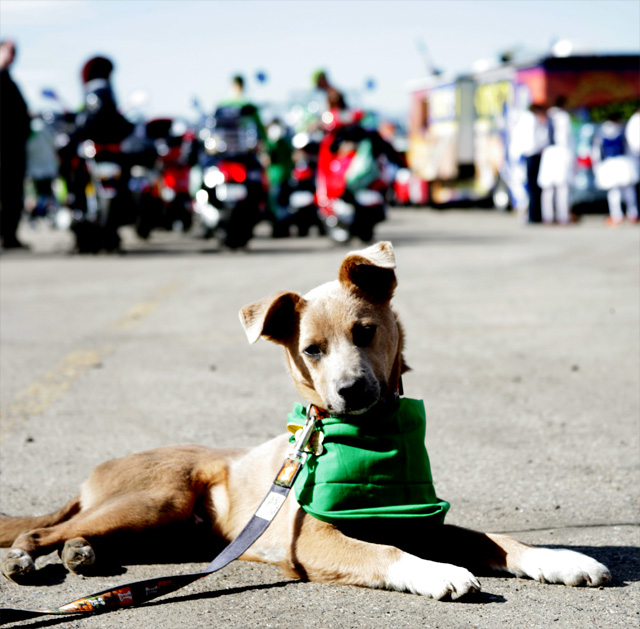 Everyone loves a cute pup!  Especially with scooters in the background.