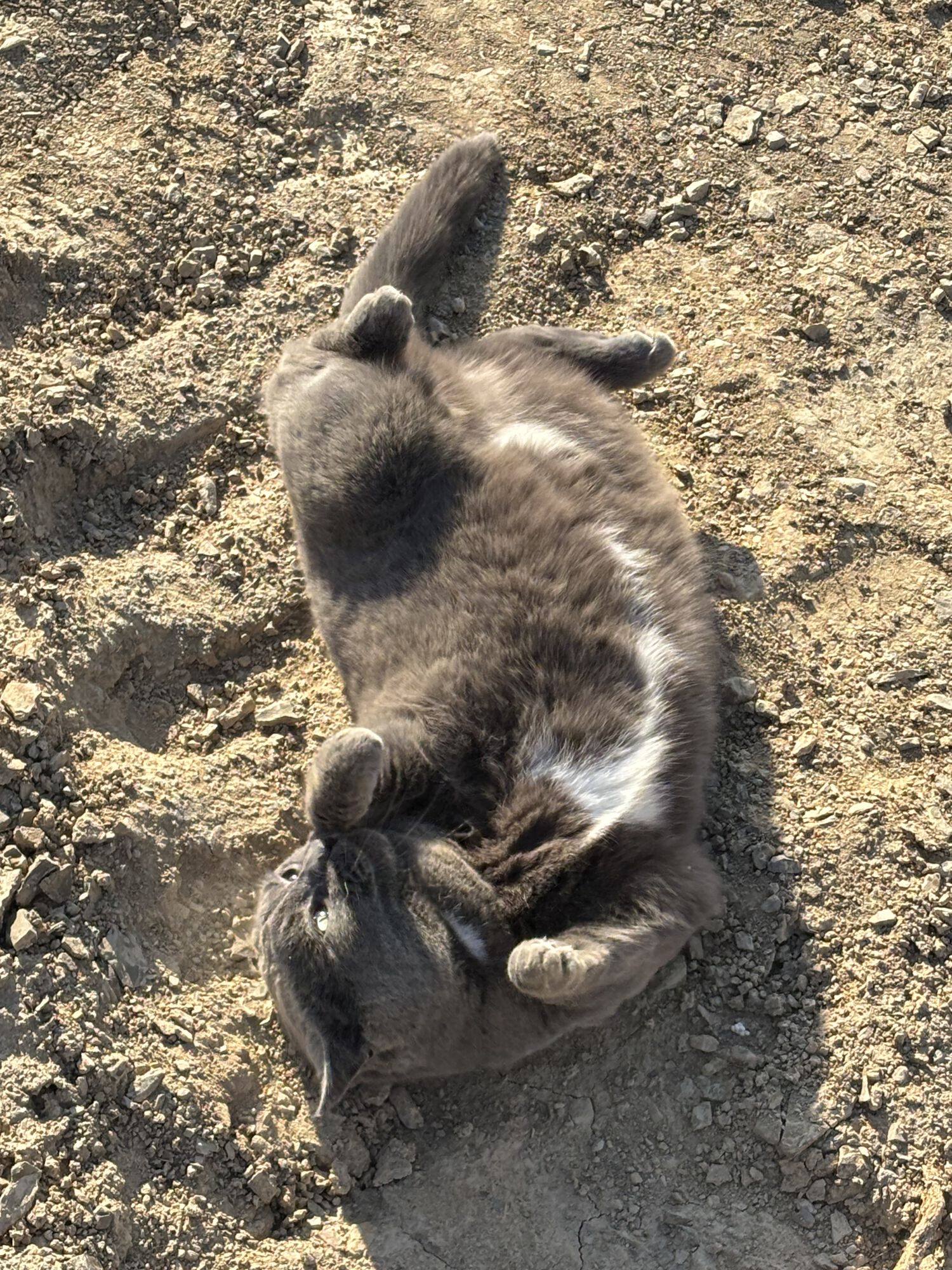 Forum member supplied image with no explanatory text