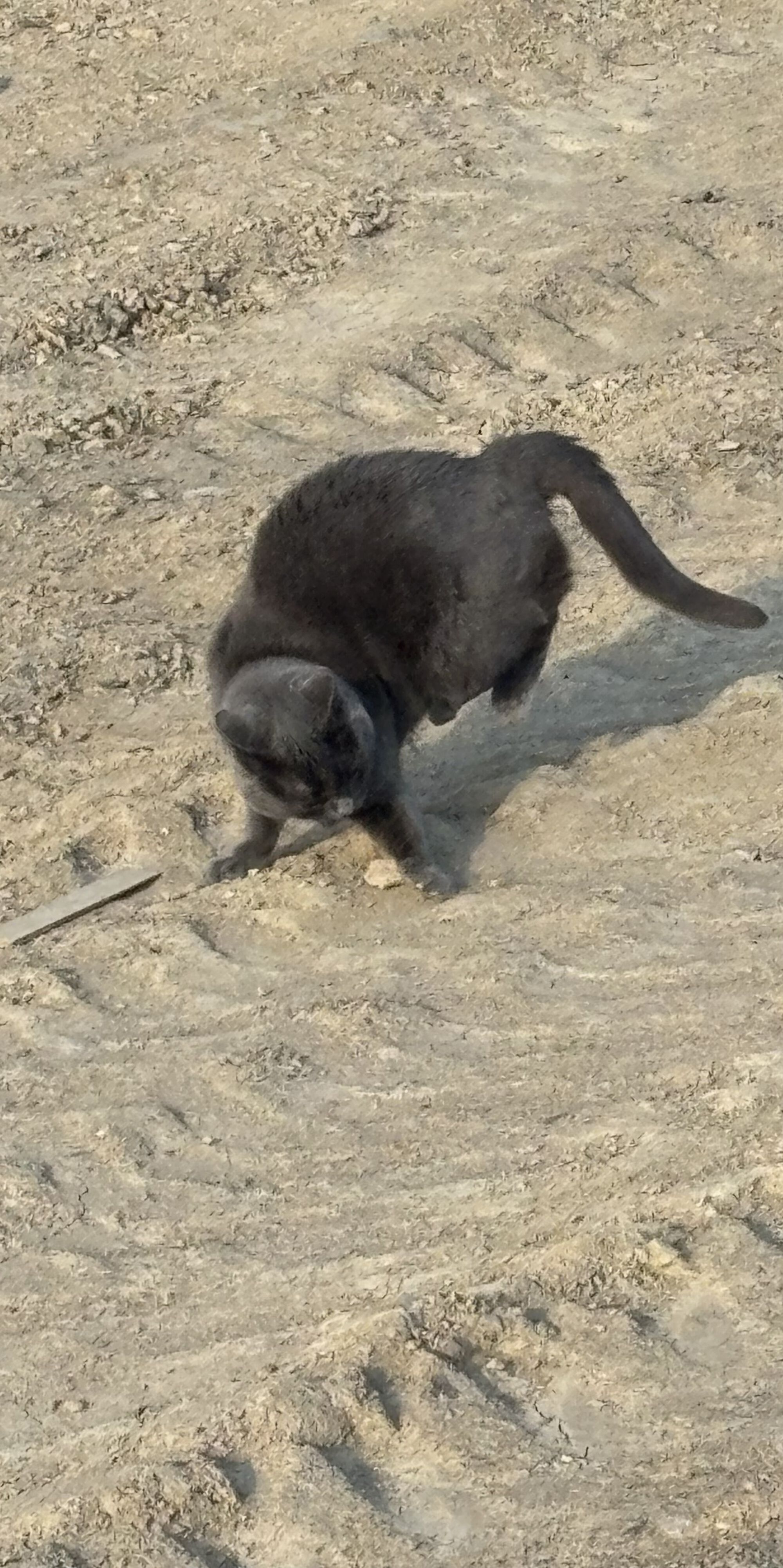 Forum member supplied image with no explanatory text