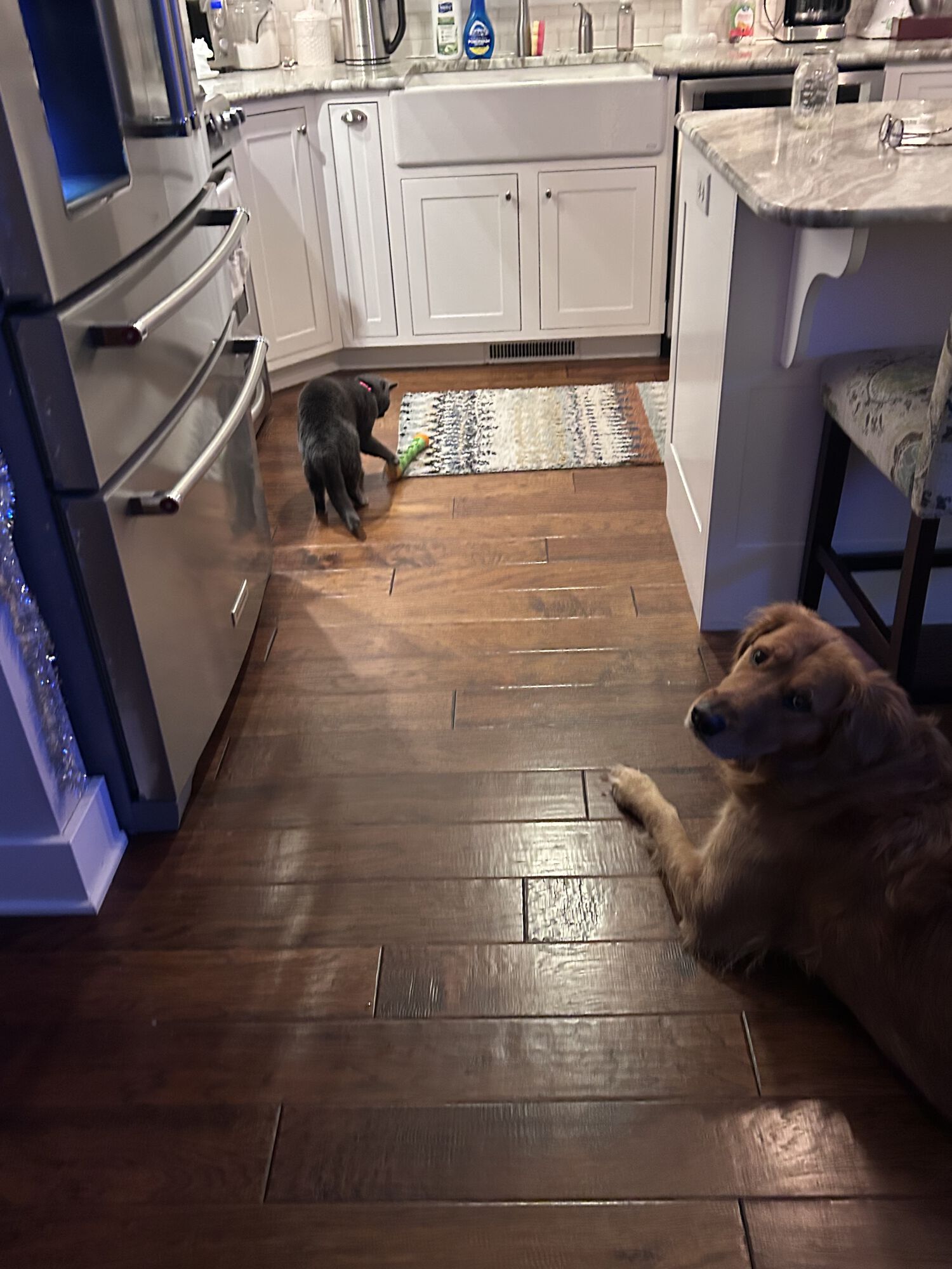 "Are you seeing this? She stole my toy from right under me!"