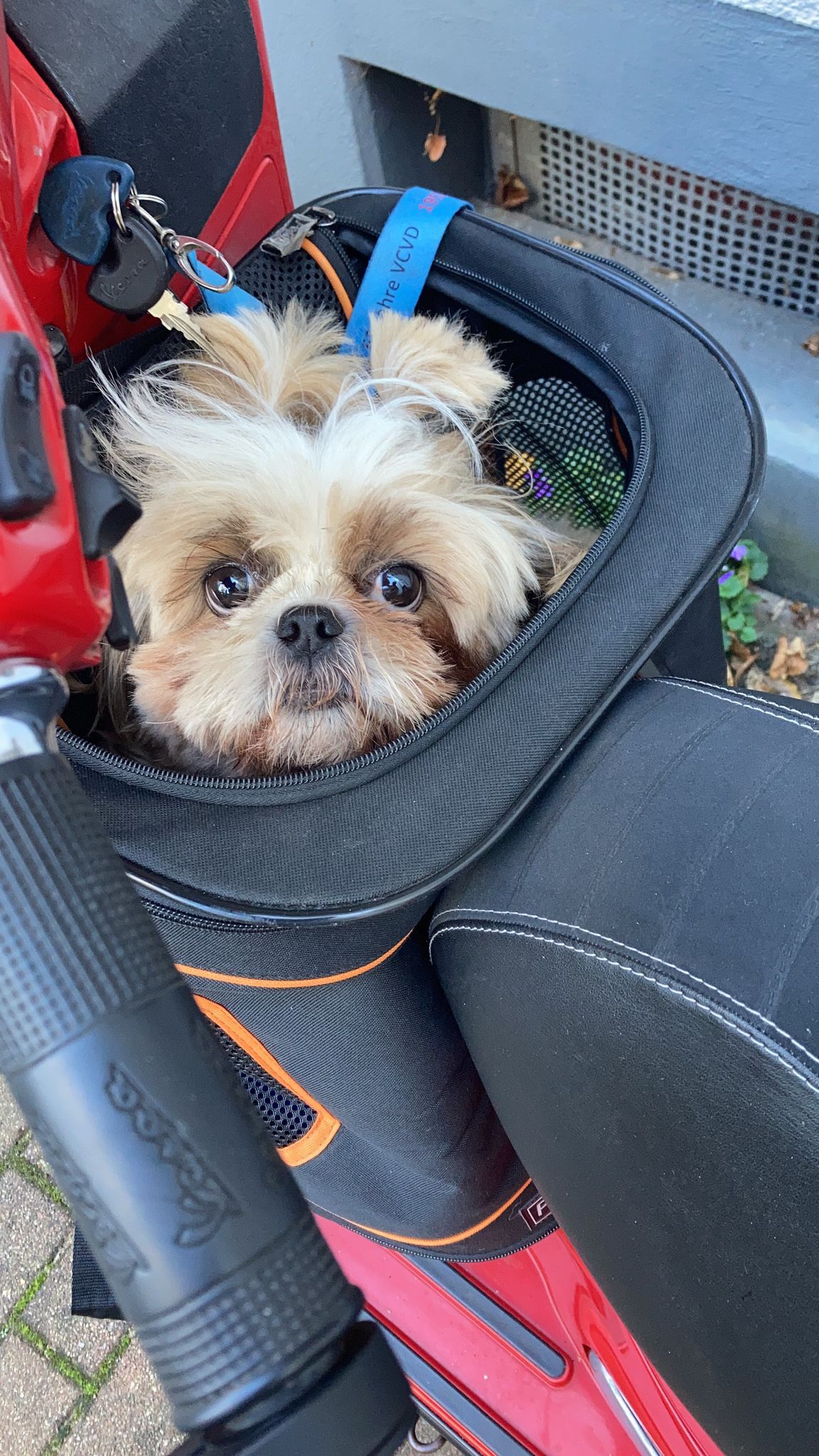 all tucked in and ready for ride with Daahling