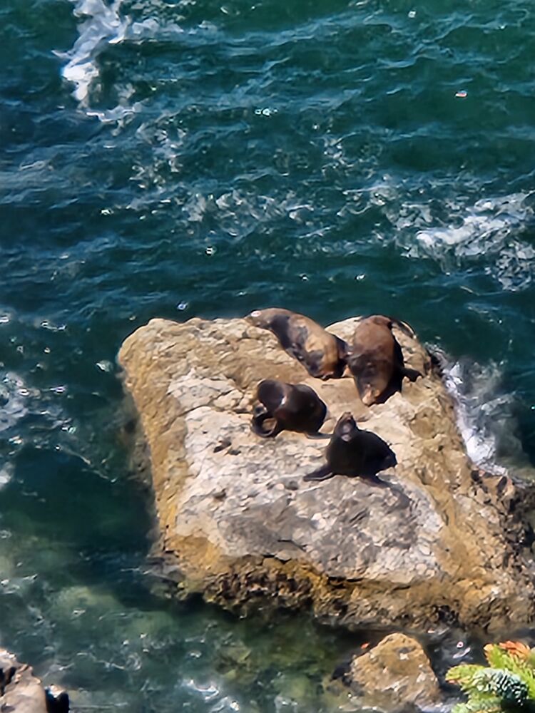 Seals on the rocks below