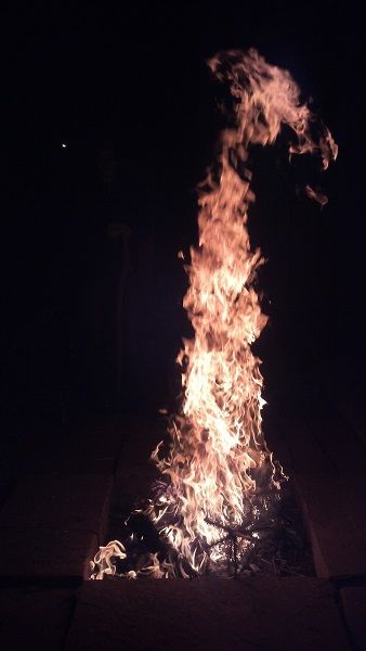 This is 1 foot of xmas tree. I think it looks like a giraffe.