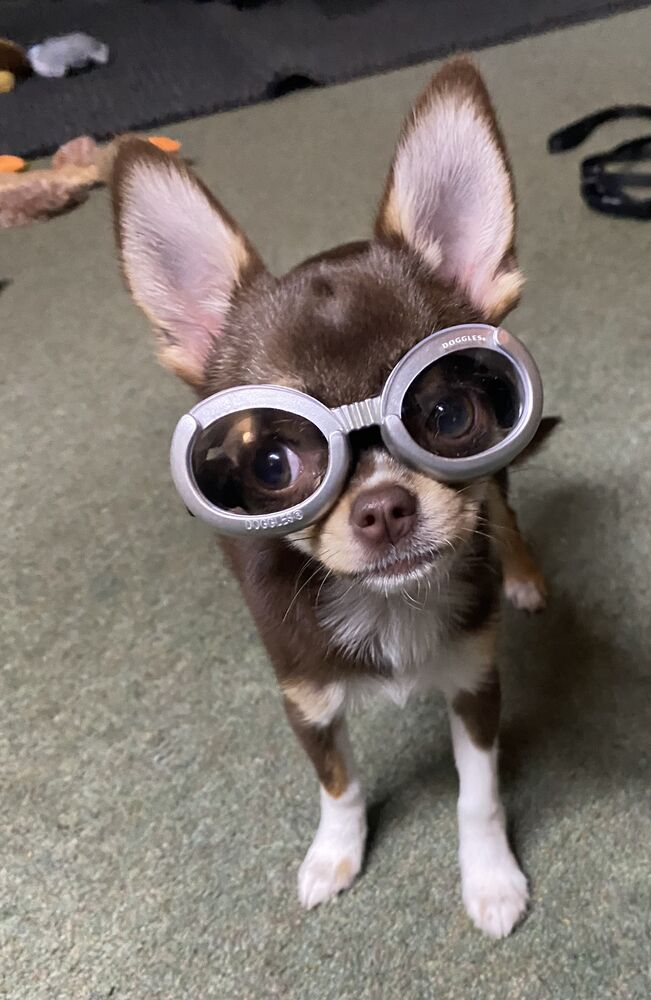 doggles