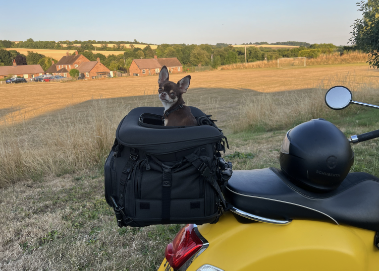 harley on the vespa, in less stressful times.