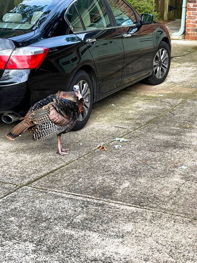 Forum member supplied image with no explanatory text
