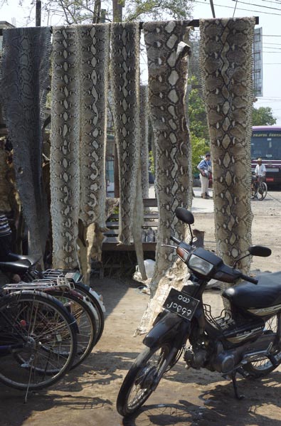 Burma: Outside a skin shop- flying squirrel seat cover? no problem.