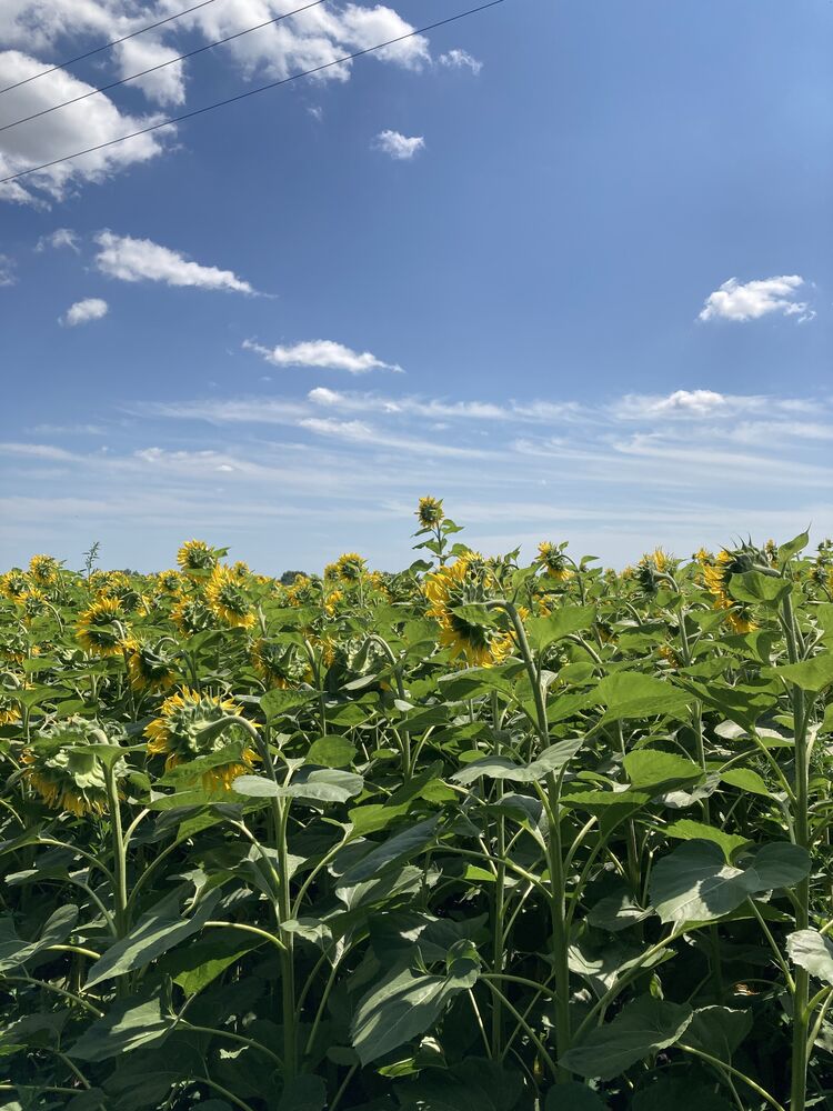Sunflowers