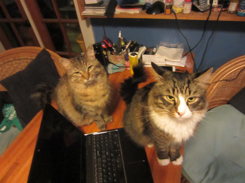 Forum member supplied image with no explanatory text