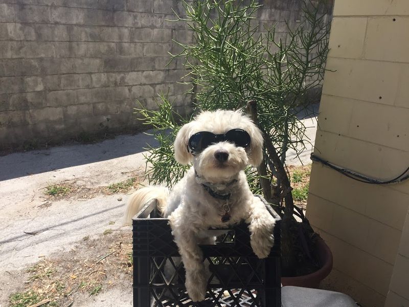 Modern Vespa Dog carrier for GTV 250.....!