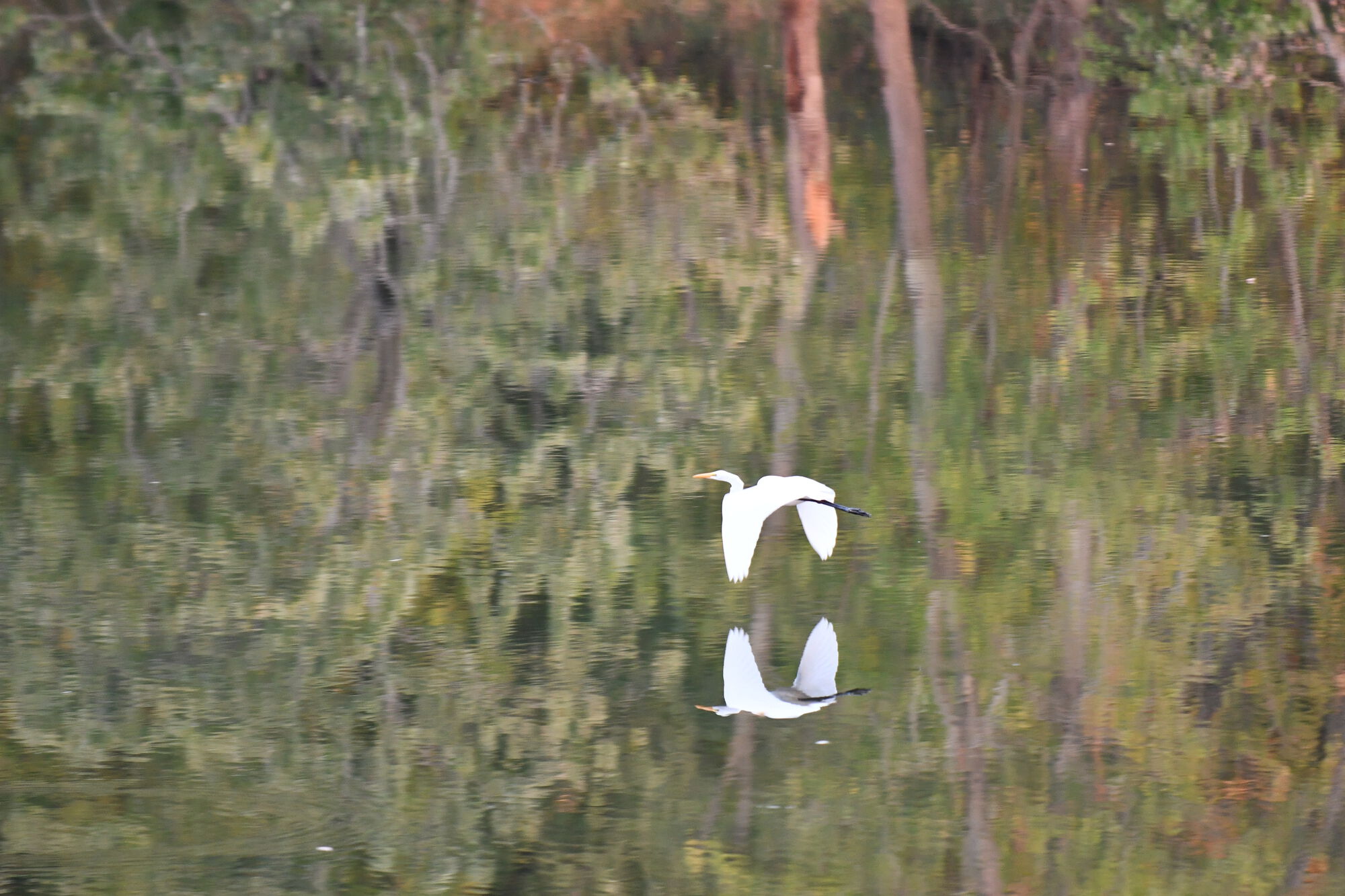 Egret