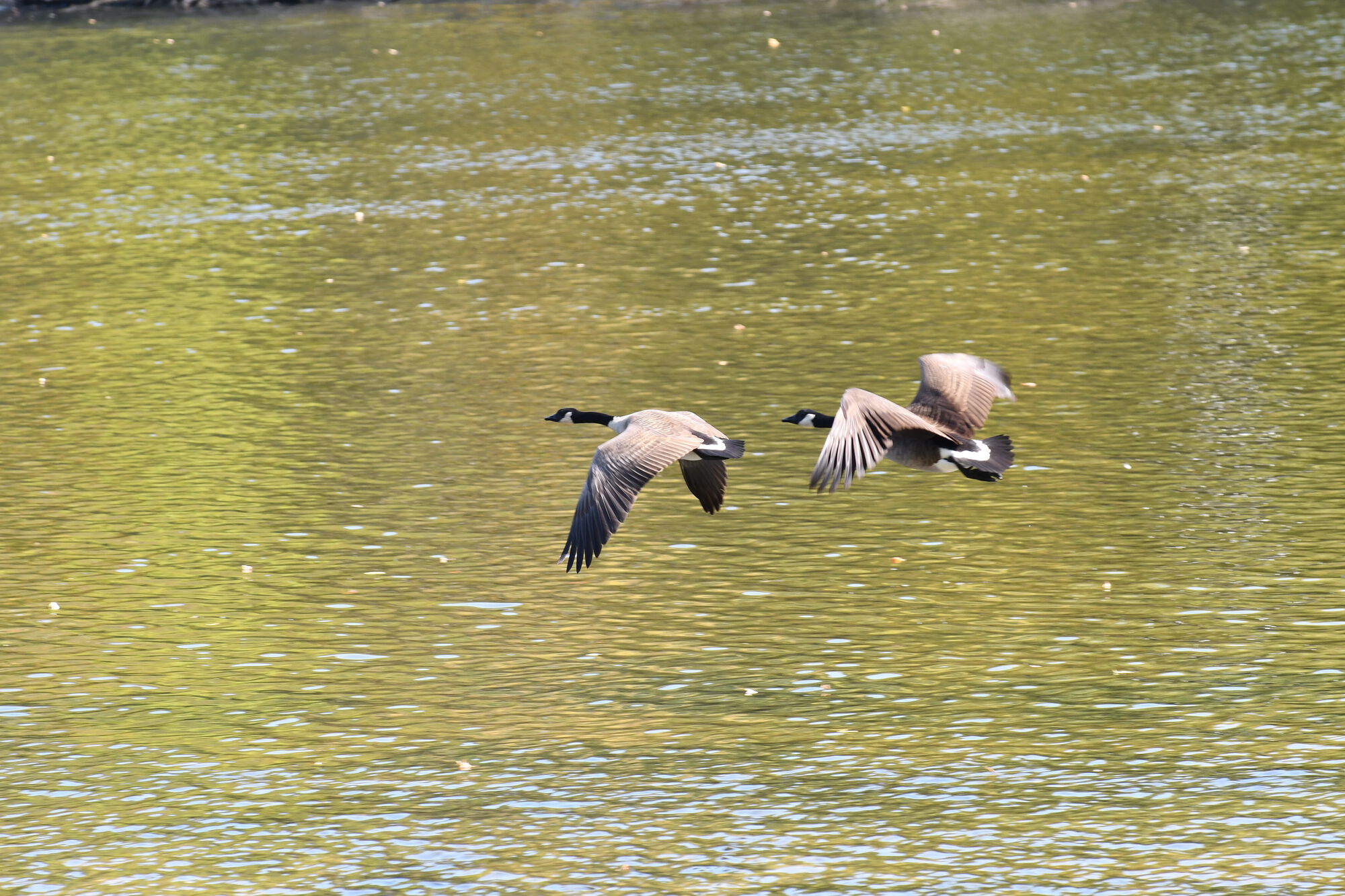 Geese