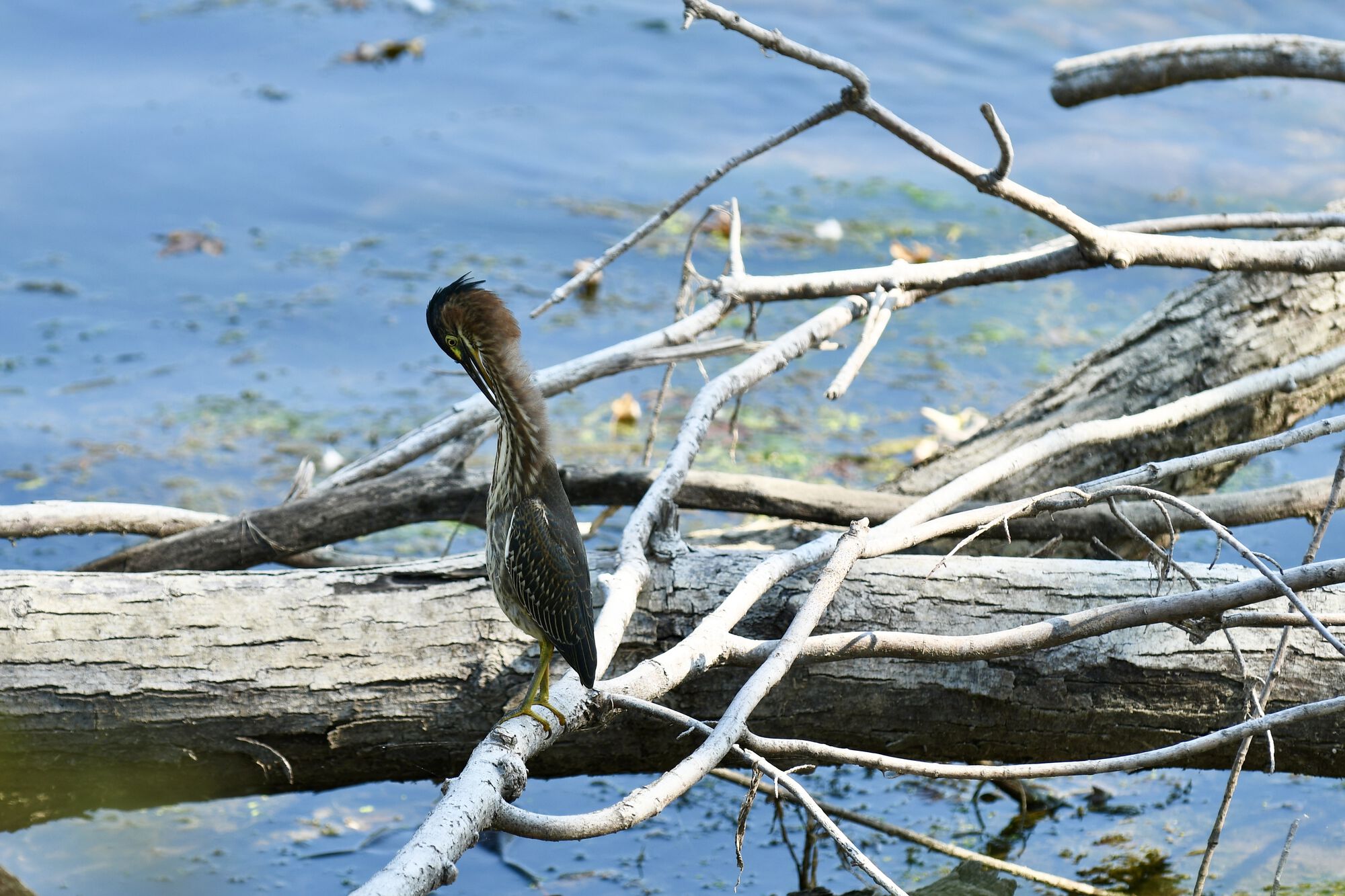 Little Green Heron