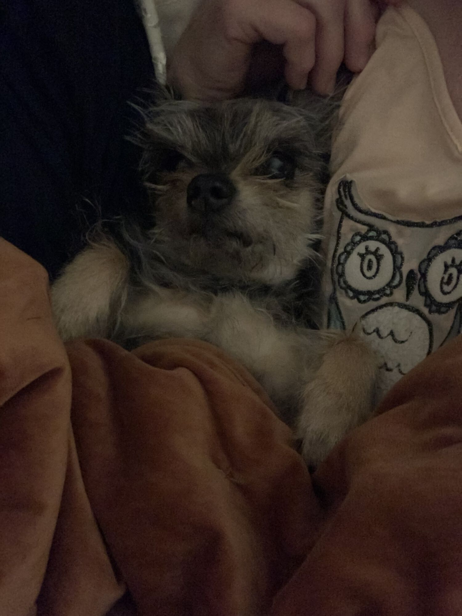 Puppy time