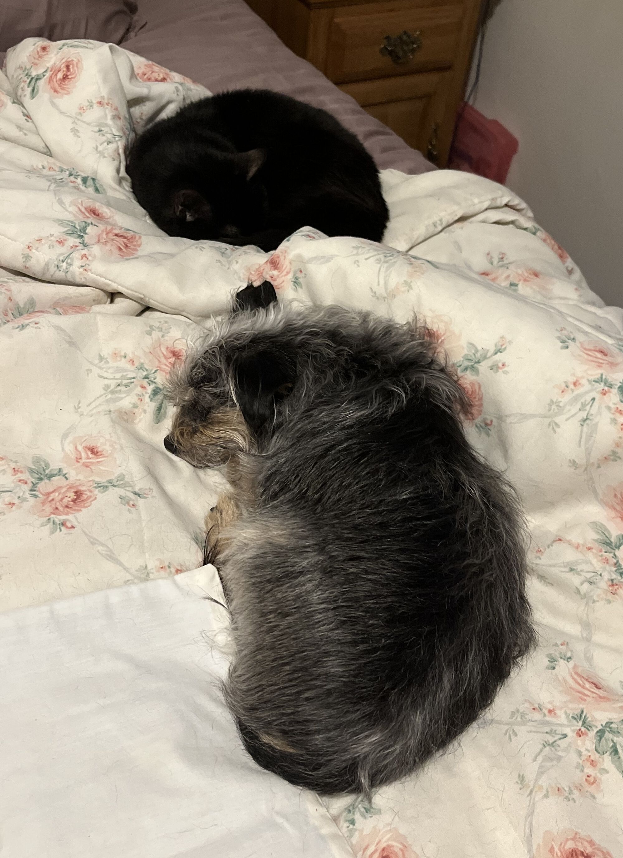Isabelle and her 'sister', Cricket.