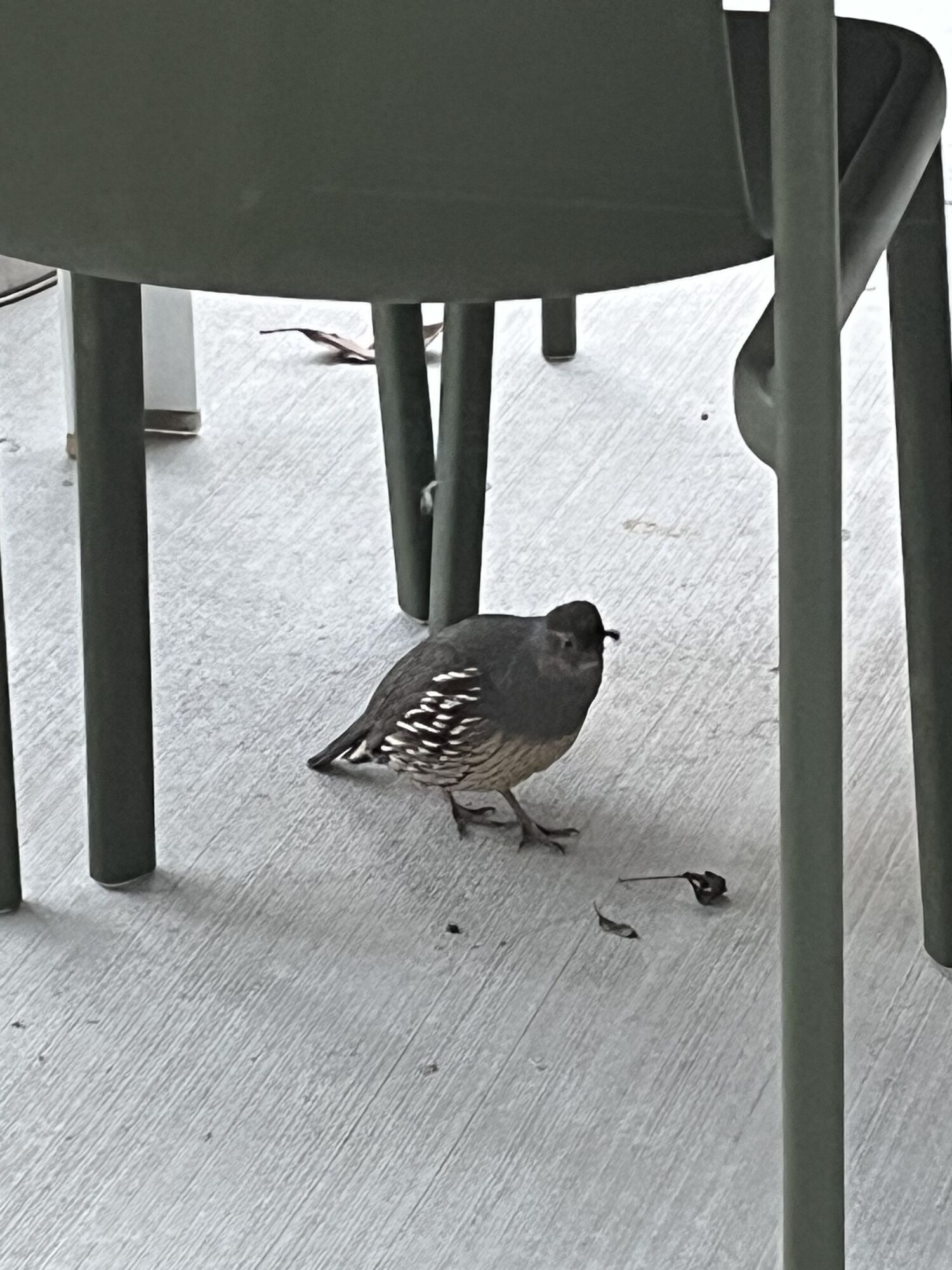 Forum member supplied image with no explanatory text