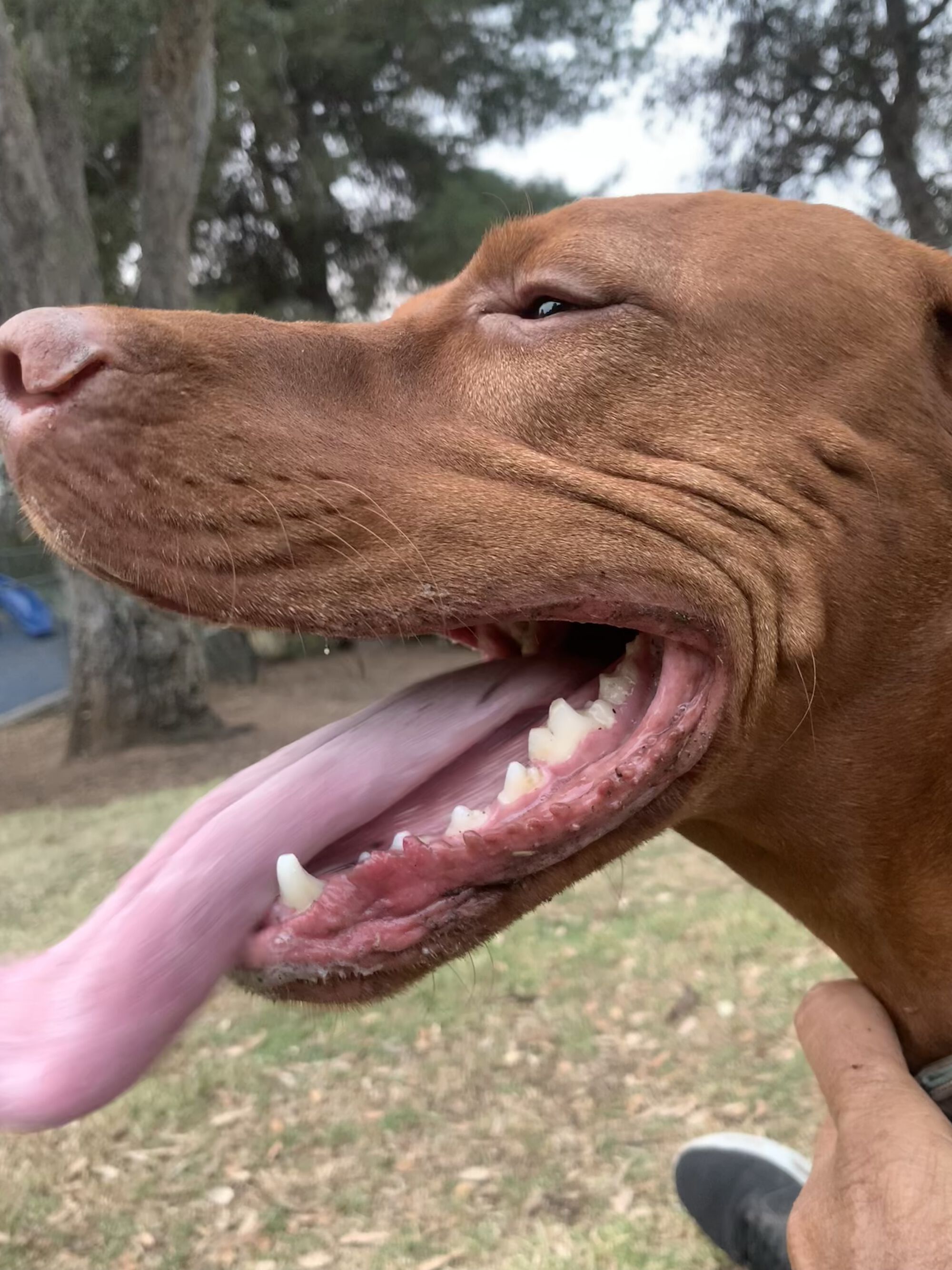 Our boy Auggie