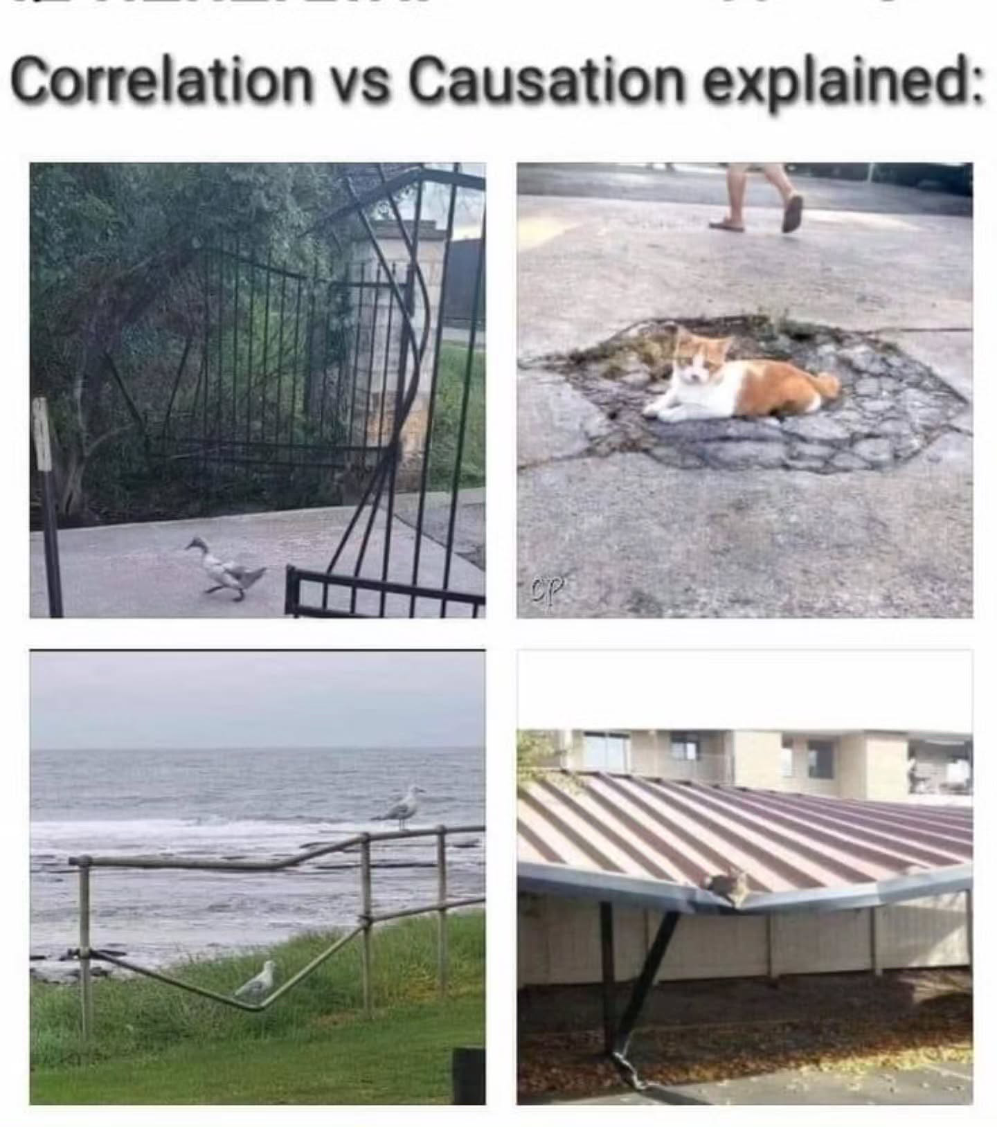 Forum member supplied image with no explanatory text