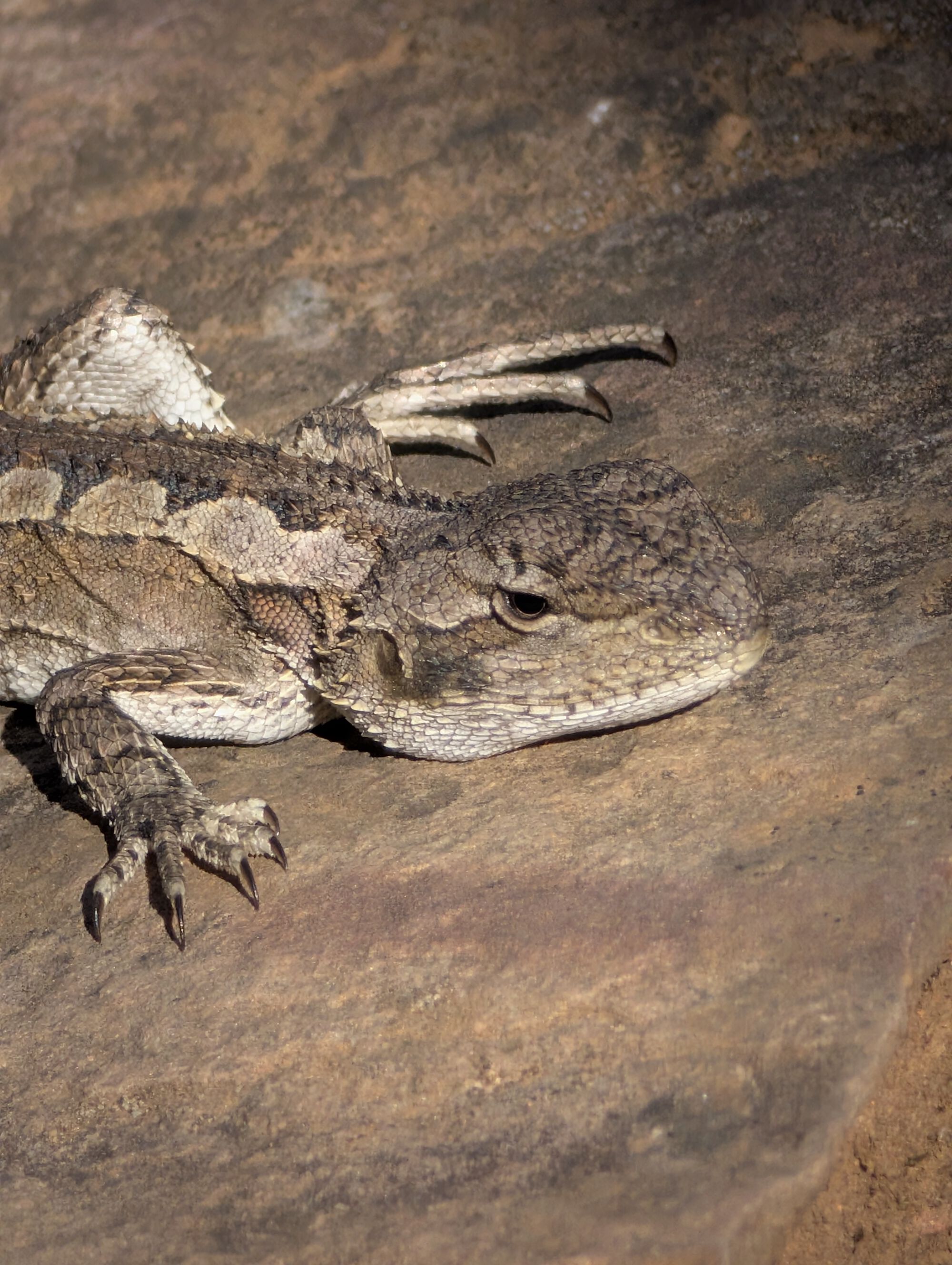 Forum member supplied image with no explanatory text