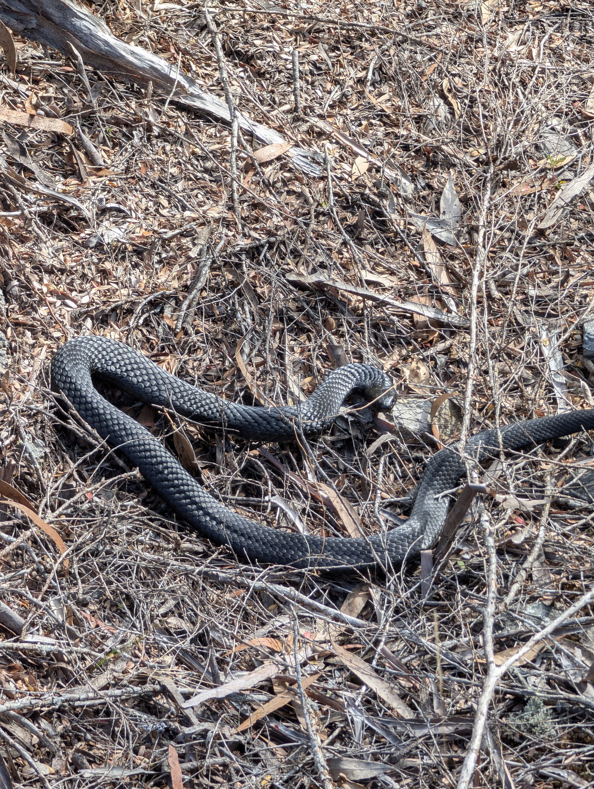 Forum member supplied image with no explanatory text