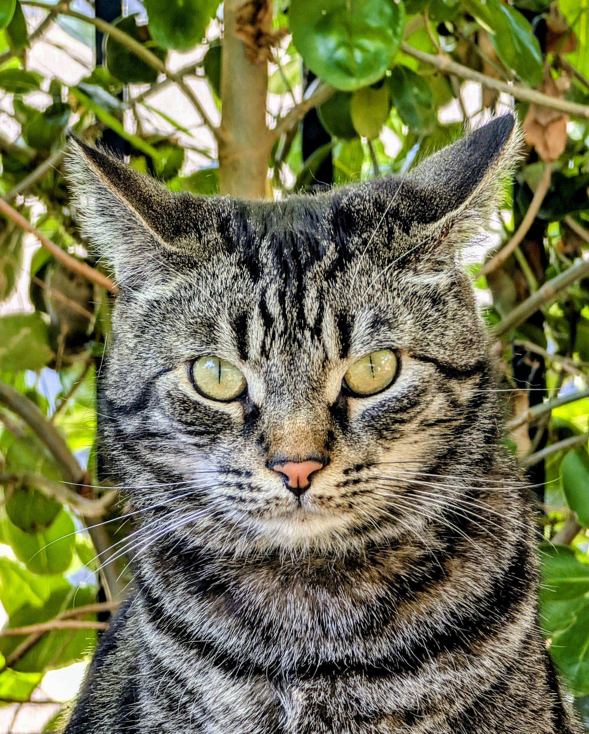 Forum member supplied image with no explanatory text