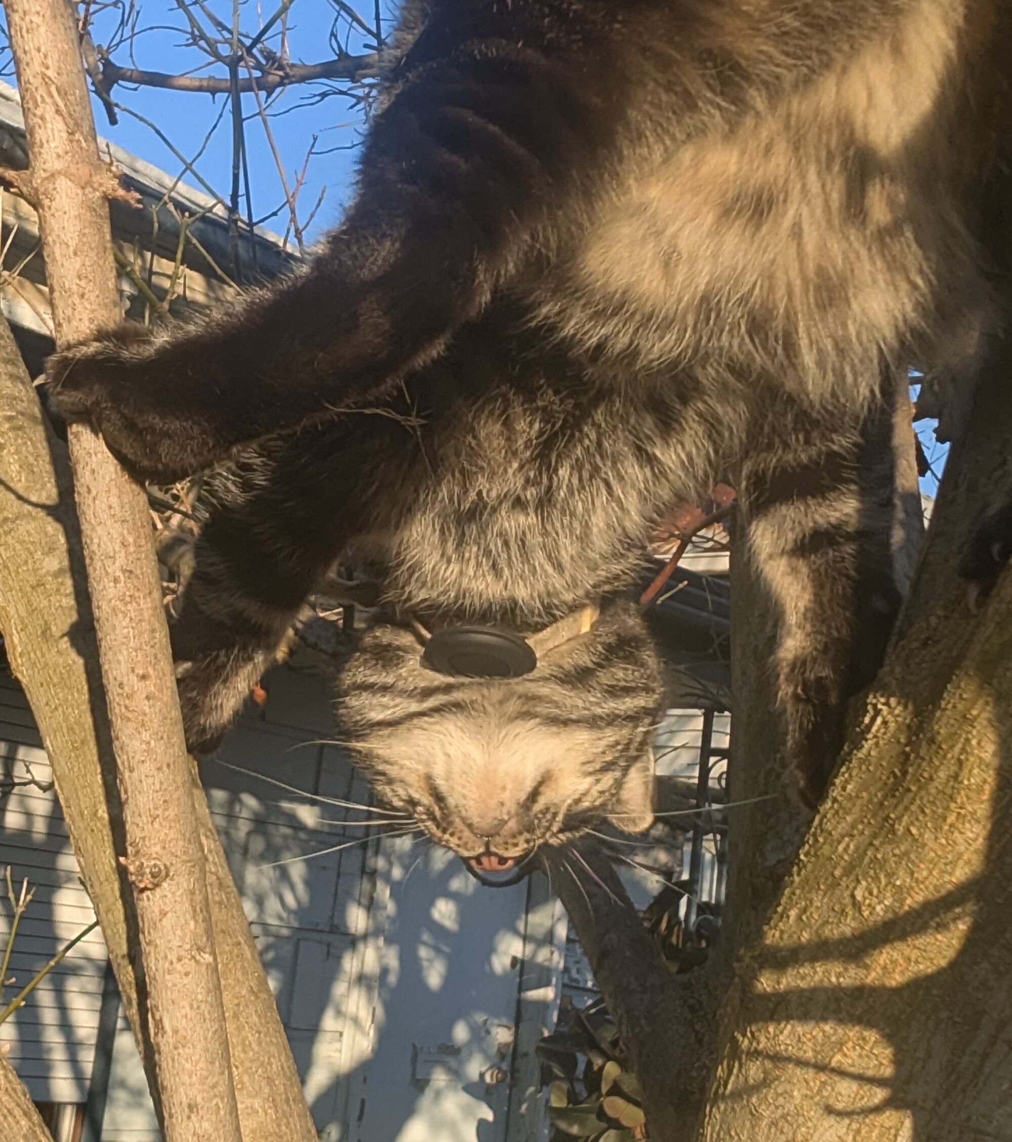 Forum member supplied image with no explanatory text