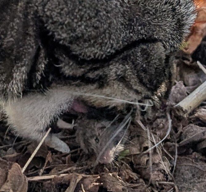 Forum member supplied image with no explanatory text