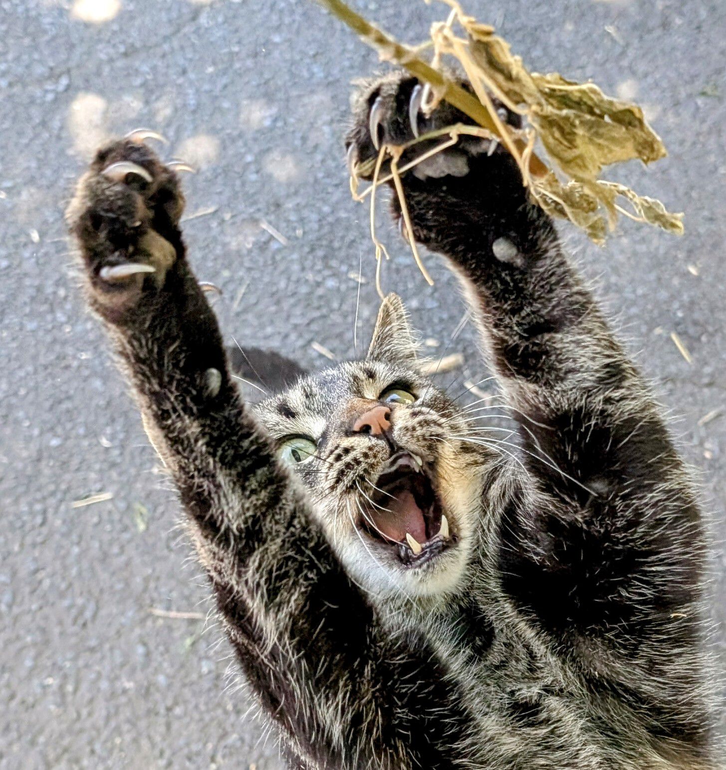 Forum member supplied image with no explanatory text