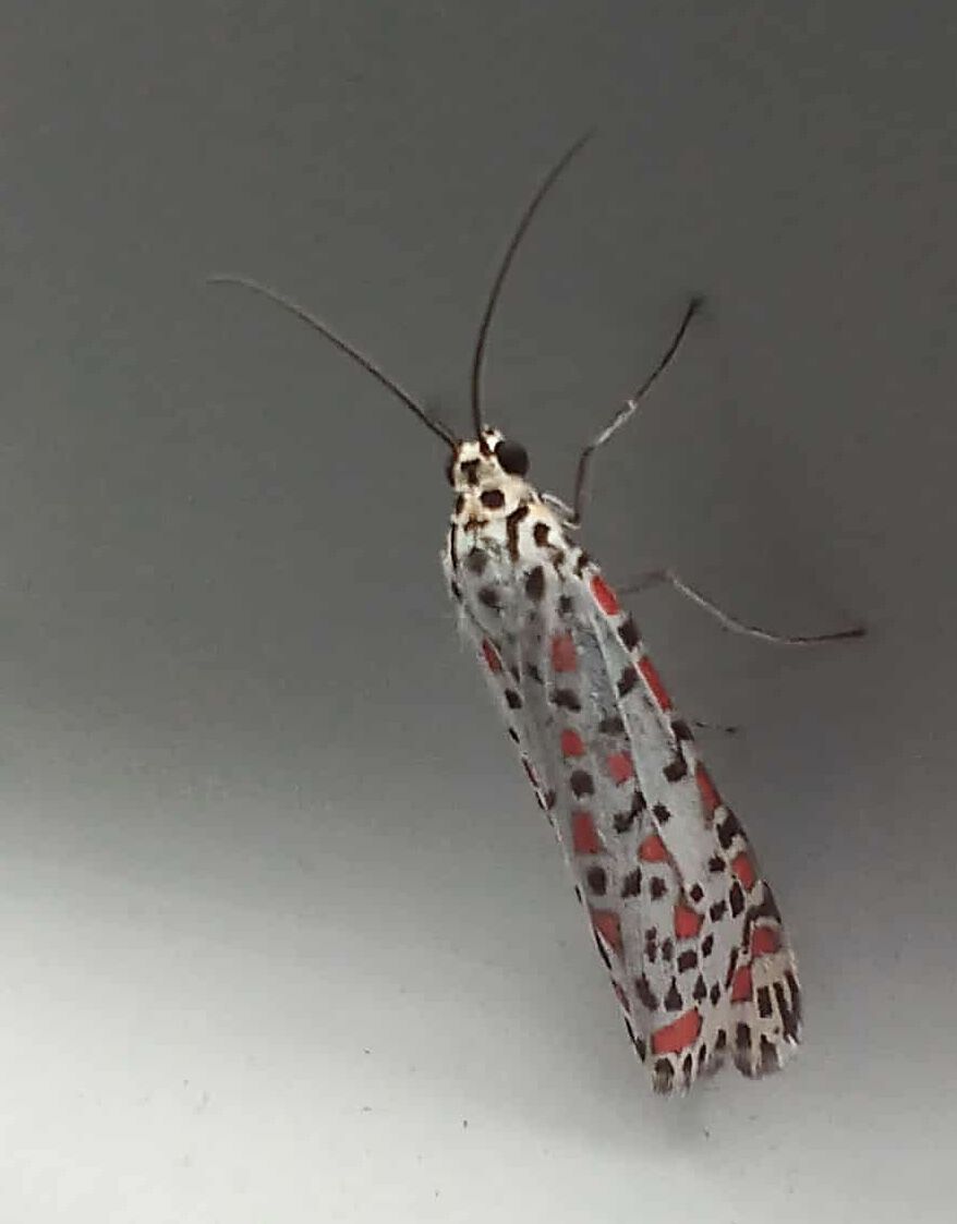 Luckily This bug avoided the trucks windscreen