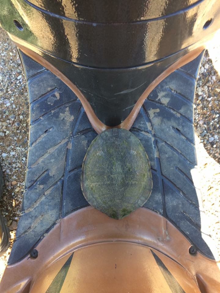 This wee bugger tried to drag me off... But I caught him... Eventually