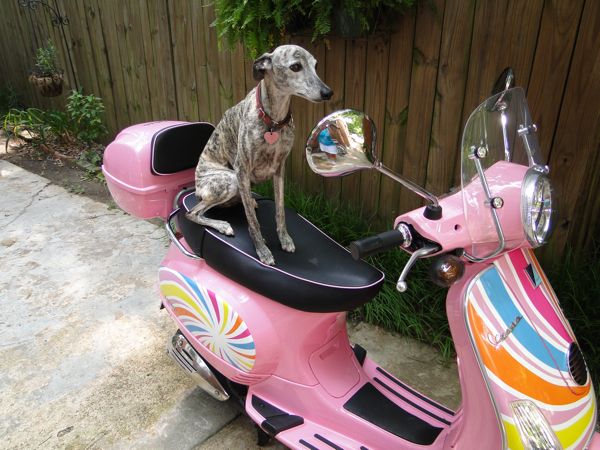 Forum member supplied image with no explanatory text