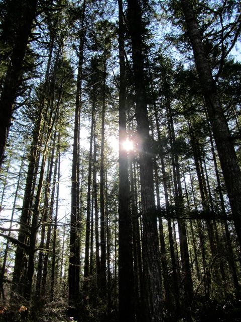 Beautiful late winter sunlight