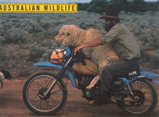 Modern Vespa : I want a Livestock Trailer 4 my scoot