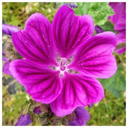 @tx_lady_rider avatar