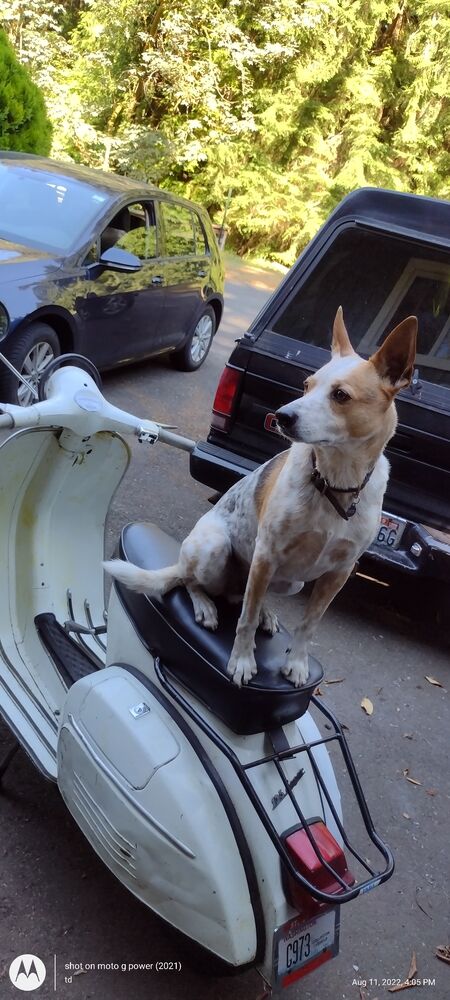 Then I got this guy back home wants to ride pillion!