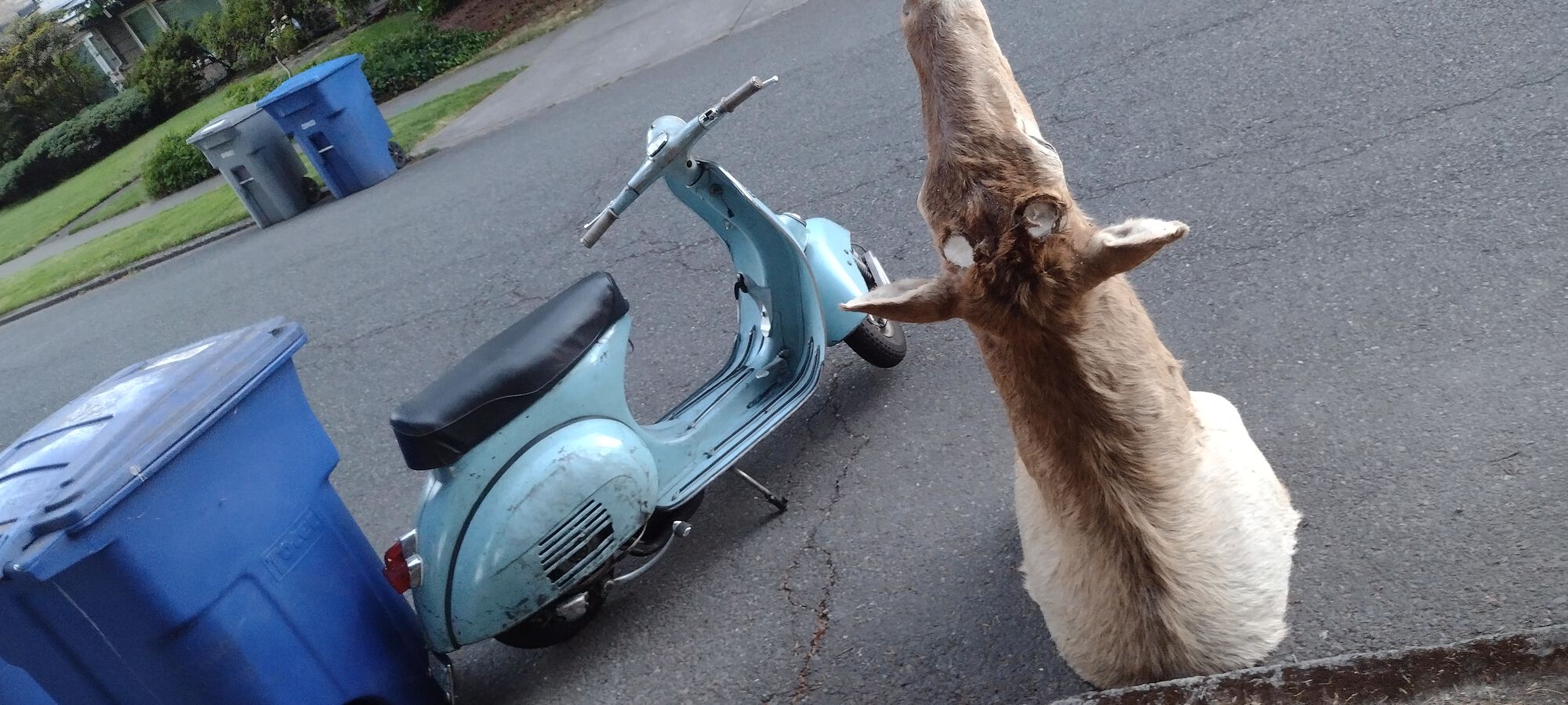 Poor old elk has been dehorned!