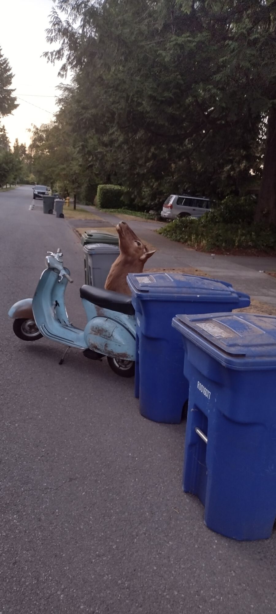 Just so happened to be evening before trash pickup day. Some other guy also came to take a pic & asked if I was putting that scruffy old bike out in the trash too. *grrrr*