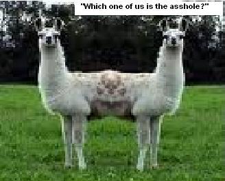 Forum member supplied image with no explanatory text