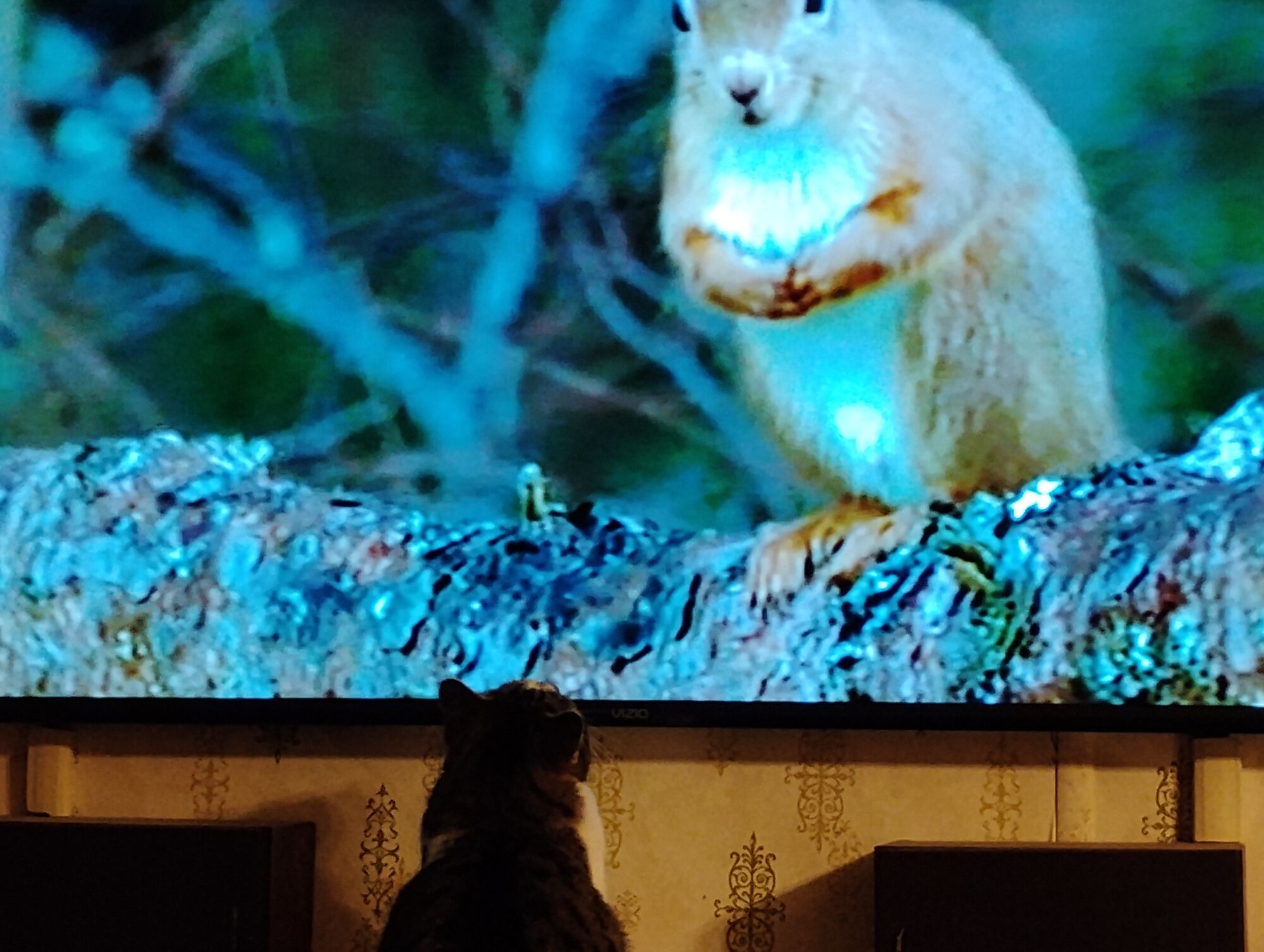 Forum member supplied image with no explanatory text