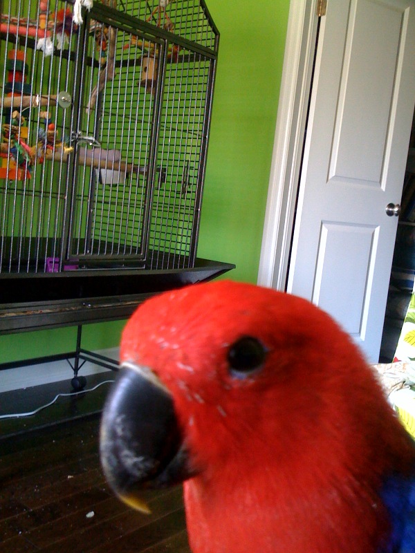 Forum member supplied image with no explanatory text