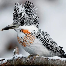 @warren60 avatar