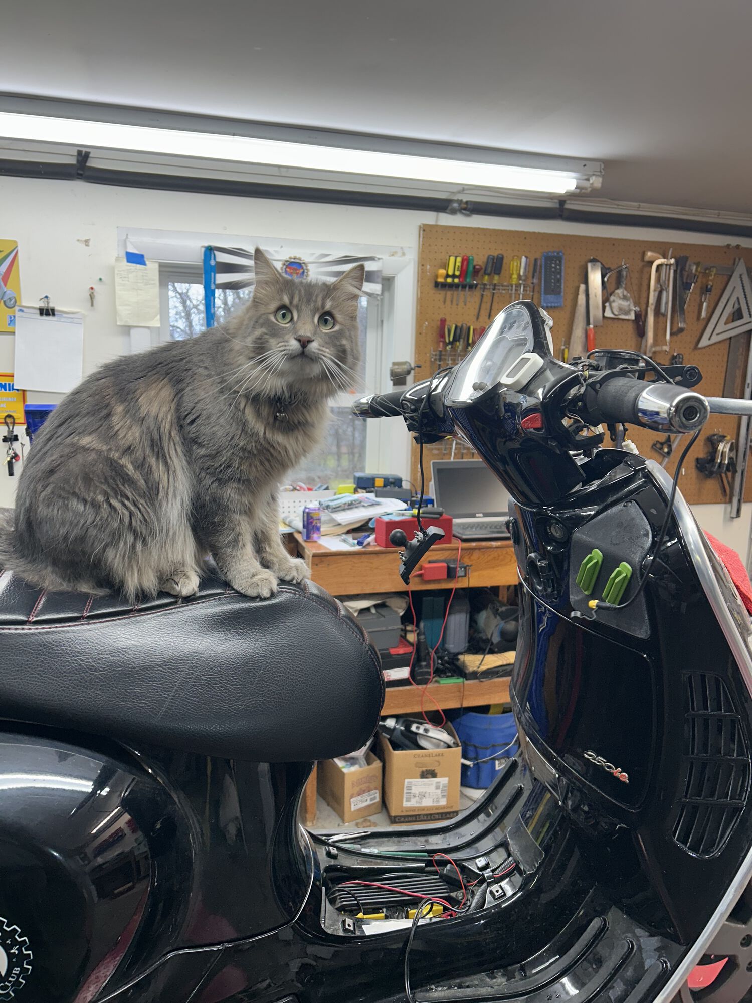 Forum member supplied image with no explanatory text