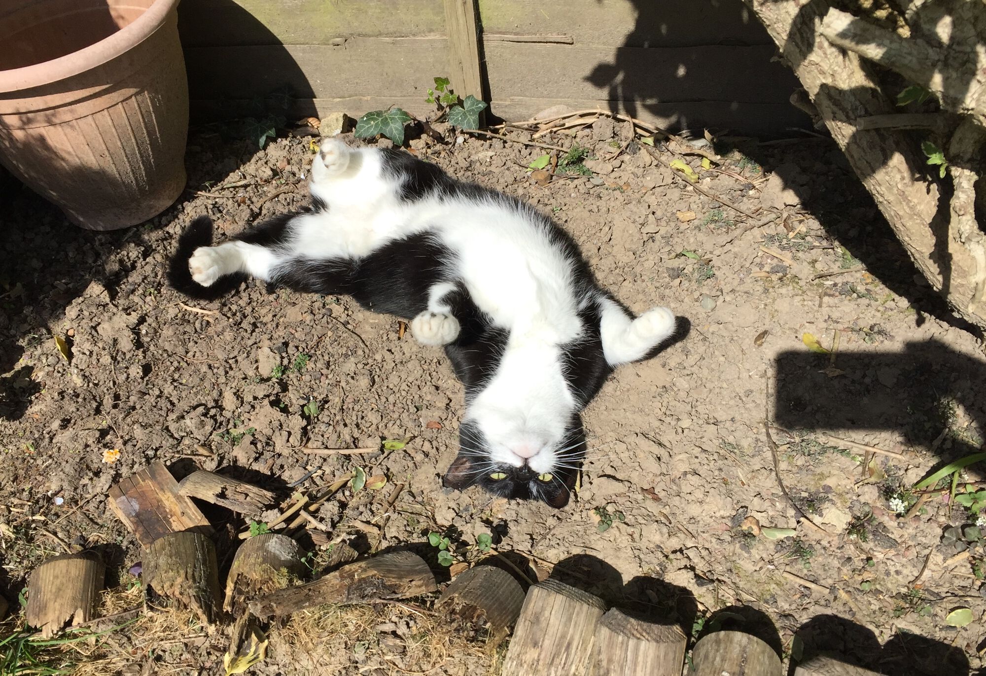 Forum member supplied image with no explanatory text