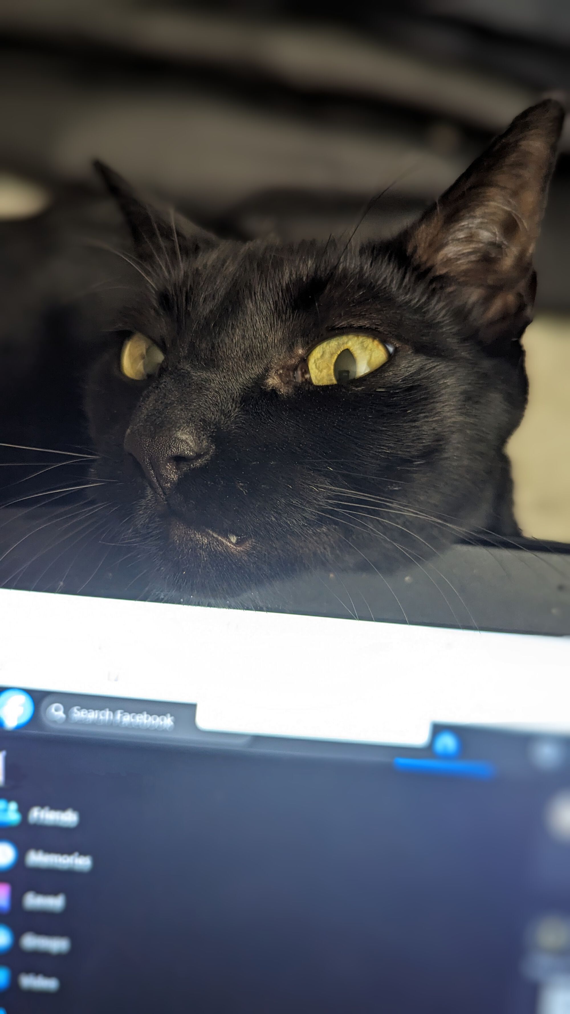 Forum member supplied image with no explanatory text